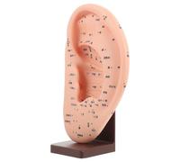 IMIKEYA Modello di Agopuntura Auricolare con Base ed Ecologico per Insegnamento dei Punti di Riflessologia e Massaggio Orecchio Strumento Didattico per Auricoloterapia e Cura Auditiva