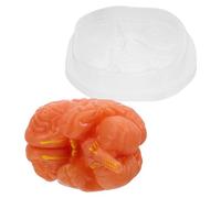 IMIKEYA Modello Di Anatomia Cerebrale Strumento Di Apprendimento Biologia Esposizione Del Cervello Umano Strumento Di Anatomia Biologica Modello Scientifico Del Cervello