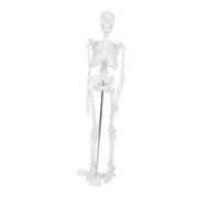 IMIKEYA Modello Di Scheletro Modello Anatomico Di Scheletro Umano Modello Scheletro Modello Di Insegnamento Dello Scheletro Modello Di Del Corpo Mini Scheletri Bianca Plastica