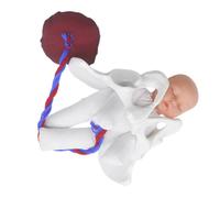 IMIKEYA Pelvi Femminile per l'Educazione Medica Simulatore Realistico di Parto Compatto e Portatile per Formazione e Educazione Prenatale
