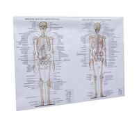 IMIKEYA Poster Anatomia con Scheletrici e Figura Ossea Chiara e Materiale Durevole per Scuole Laboratori e Decorazione