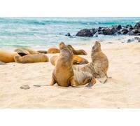 Immagine acrilica 110 x 70 cm: bellissimo leone di mare su San Cristobal Galapagos Islands (98293374)