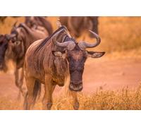 Immagine acrilica 110 x 70 cm: gregge di gnus e gnus nel parco nazionale del cratere di Ngorongoro, safari della fauna selvatica in Tanzania, Africa. (158037776)