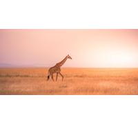 Immagine in alluminio composita 100 x 50 cm: Giraffa solitaria nel Parco Nazionale Savana-Serengeti al tramonto. Natura selvaggia della Tanzania - Africa. Destinazione safari (131831330)