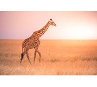 Immagine in alluminio composita 90 x 60 cm: Giraffa solitaria nel Parco Nazionale Savana-Serengeti al tramonto. Natura selvaggia della Tanzania - Africa. Destinazione safari (131831324)