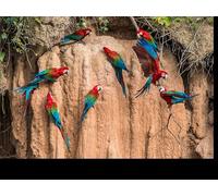 Immagine in legno 120 x 90 cm: "macaws in clay lick in the peruvian Amazon jungle at Madre de Dios Peru", immagine su legno