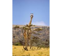 Immagine poster 50 x 80 cm: Giraffa solitaria nel Parco Nazionale della Savana Serengeti al tramonto. natura selvaggia della Tanzania - Africa. Destinazione safari (131557565)