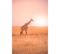 Immagine poster 50 x 80 cm: Giraffa solitaria nel Parco Nazionale della Savana Serengeti al tramonto. natura selvaggia della Tanzania - Africa. Destinazione safari (131831299)