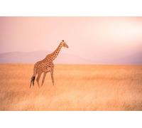 Immagine poster 90 x 60 cm: Giraffa solitaria nel Parco Nazionale della Savana Serengeti al tramonto. natura selvaggia della Tanzania - Africa. Destinazione safari (131831332)