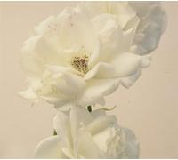 Imminence Turn the Light on:Acoustic Reimagination (CD)