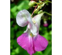 Impatiens balfourii | Poor Man Orchid | 20 Semi:Seeds