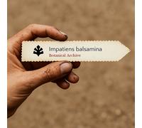 Impatiens balsamina SEEDS - - SEMI Balsamina | Non-mi-toccare