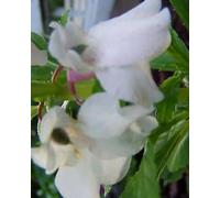 Impatiens Balsamina White | Balm | Touch-Me-Not | 20_Seeds : Package Contains seeds