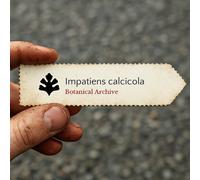 Impatiens calcicola SEEDS - - SEMI Balsamina | Non mi toccare
