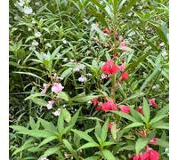 Impatiens giunte balsamina - balcone resistente con letti elevati semi di prato di perenne resistenti semi selvatici 80pz