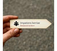 Impatiens kerriae SEEDS - - SEMI Impatiens | Non mi toccare