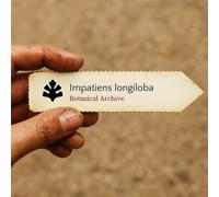 Impatiens longiloba SEEDS - - SEMI Non mi toccare | Impatiens