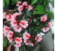impatiens resistenti in vaso giardino sul balcone raro 100semi