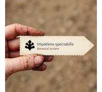 Impatiens spectabilis SEEDS - - SEMI Impatiens | Non mi toccare