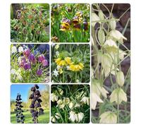 imperiale coronata Aiuole rialzate giardino decorazione di resistenti al 5bulbi