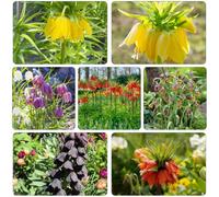 imperiale coronata - Aiuole rialzate giardino precoce di 12Bulbi