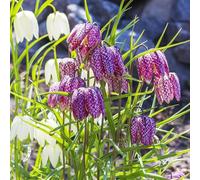 imperiale coronata giardino di resistenti al d'appartamento resistenti vaso 12bulbi