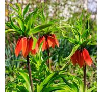 imperiale coronata ufficio giardino ufficio di resistenti al giardino 12bulbi