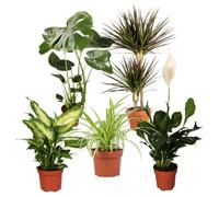 Impianto Plus - Set di 5 purificatori d'aria, Monstera, Spathiphyllum, albero del drago, Dieffenbachia, Zebragras, Ø 40 - 70 cm, qualità professionale