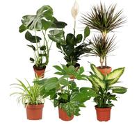 Impianto Plus - Set di 6 purificatori d'aria, Monstera, Spathiphyllum, albero del drago, Dieffenbachia, erba di zebrata, fatsia, Ø 40 - 70 cm, qualità professionale