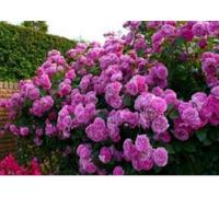 IMPORTATI BEAUTIFULL PURPLE rosa rampicante Seeds ONLY