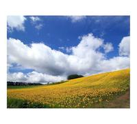 Impossible Puzzle da 1500 Pezzi -Campo,cultura,economia 87x57cm