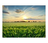 Impossible Puzzle da 1500 Pezzi -Erba,Campo,Spighe,Vasto,Cielo 87x57cm