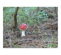 Impossible Puzzle da 1500 Pezzi -Mosca,agarico,fungo,velenoso 87x57cm