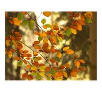 Impossible Puzzle da 1500 Pezzi -Rami,Autunno,Foglie,Albero 87x57cm