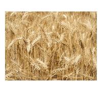 Impossible Puzzle da 1500 Pezzi -Spighe,Campo,Grano,Natura 87x57cm