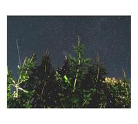 Impossible Puzzle da 500 Pezzi -Albero,Rami,Cielo stellato,Notte,Buio 52x38cm