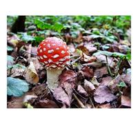 Impossible Puzzle da 500 Pezzi -Amanita muscaria,bianca,rossa,velenosa 52x38cm