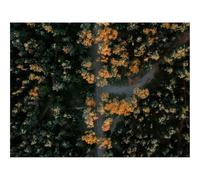 Impossible Puzzle da 500 Pezzi -foreste,strada,vista aerea 52x38cm