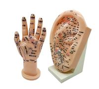 in Carne 20 cm Punto di Agopuntura Auricolare Inciso E Modello di Riflessologia della Mano per La Terapia Tradizionale Cinese Modello di Zona di Riflessologia della Scienza Medica