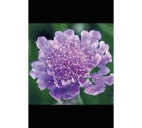 In Search Of: Poems about light, darkness, and everything in between.