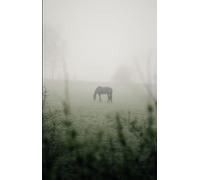 In the Early Morning Rain