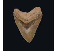 Broken Silence – In The Night