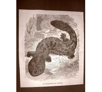 Incisione del 1866 La salamandra giapponese o del Giappone Andrias japonicus
