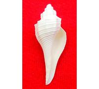 Indian Collectible - Conchiglia di mare originale Dakshinavarti per Pooja, colore: bianco (7,6 - 10,2 cm)