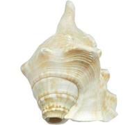 Indian Collectible Shankh - Shankh che soffia il Signore Ganesh, 11 cm, per Pooja, conchiglia originale bianca Jumbo (bianco)