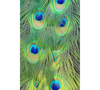 Indian Peafowl - Loud, Proud, and Totally Unbothered: A Goal-Getter’s Journal for Strutting Through Life One Fabulous Step at a Time