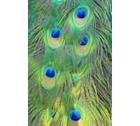 Indian Peafowl - Loud, Proud, and Totally Unbothered: A Goal-Getter’s Journal for Strutting Through Life One Fabulous Step at a Time
