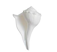 Indian Shankh Narayan Shank Portafortuna (8,9 cm - 12,7 cm), bianco