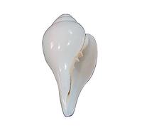 indiano indù Blowing conch (Bajanewala Puja Shankh)"7,6 cm"