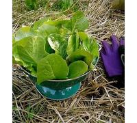 INE Paris Island LATTUGA 50 + SEMI Seeds ONLY